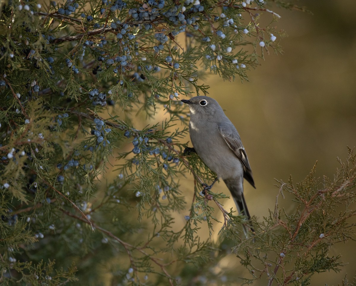 Townsend's Solitaire - Brian Magnier