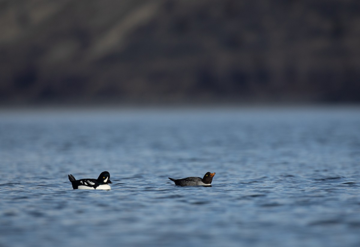 Barrow's Goldeneye - ML392983341