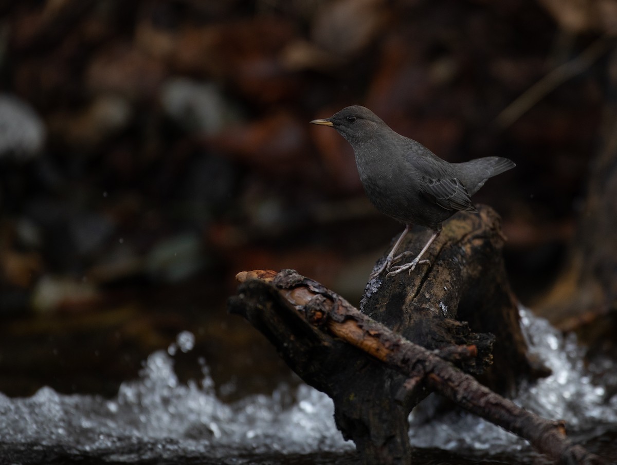 American Dipper - ML392983871