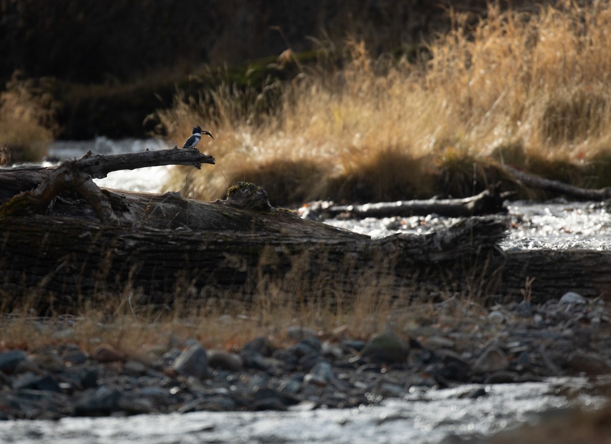 Belted Kingfisher - ML392983911