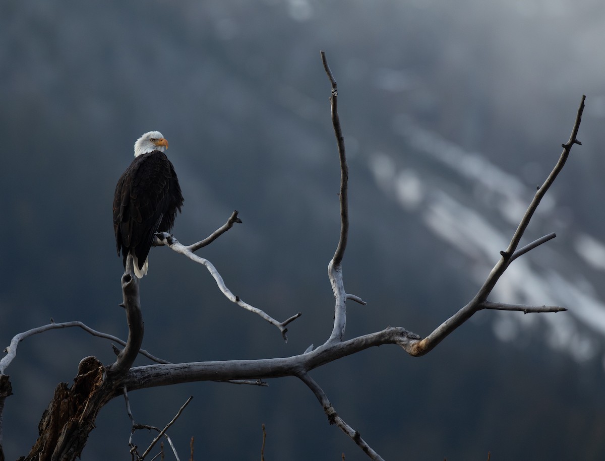 Bald Eagle - ML392983931