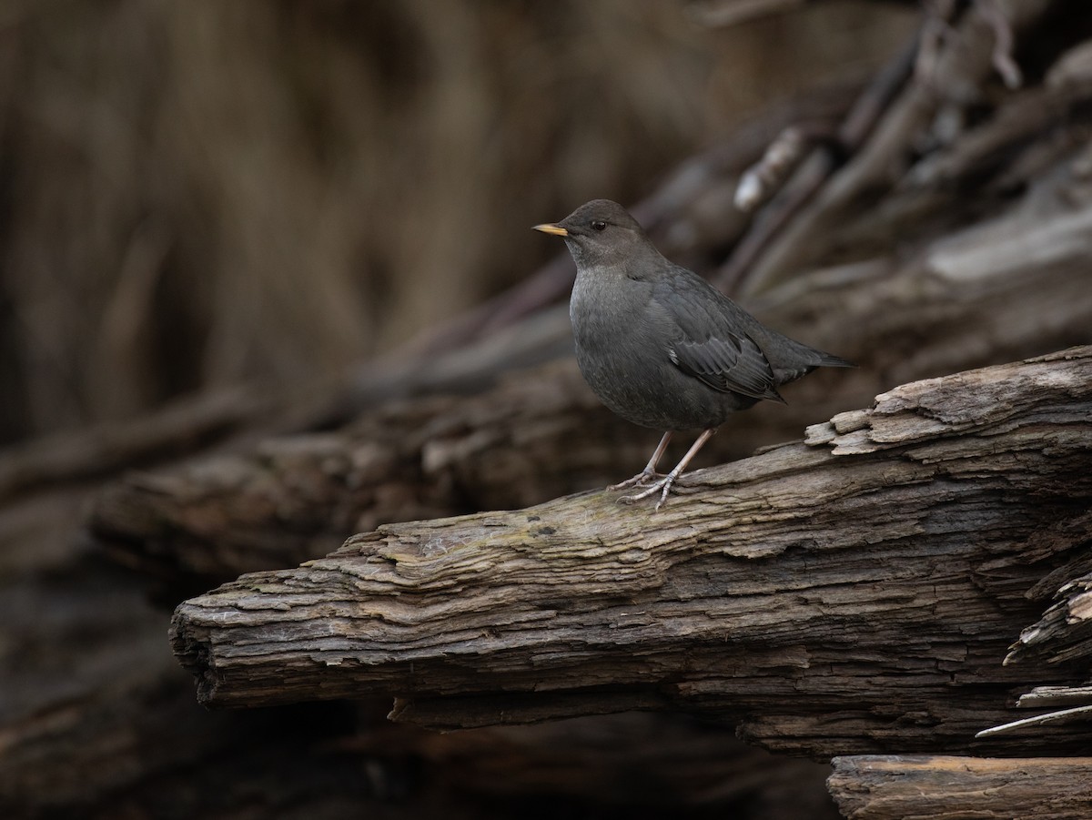 American Dipper - ML392984061