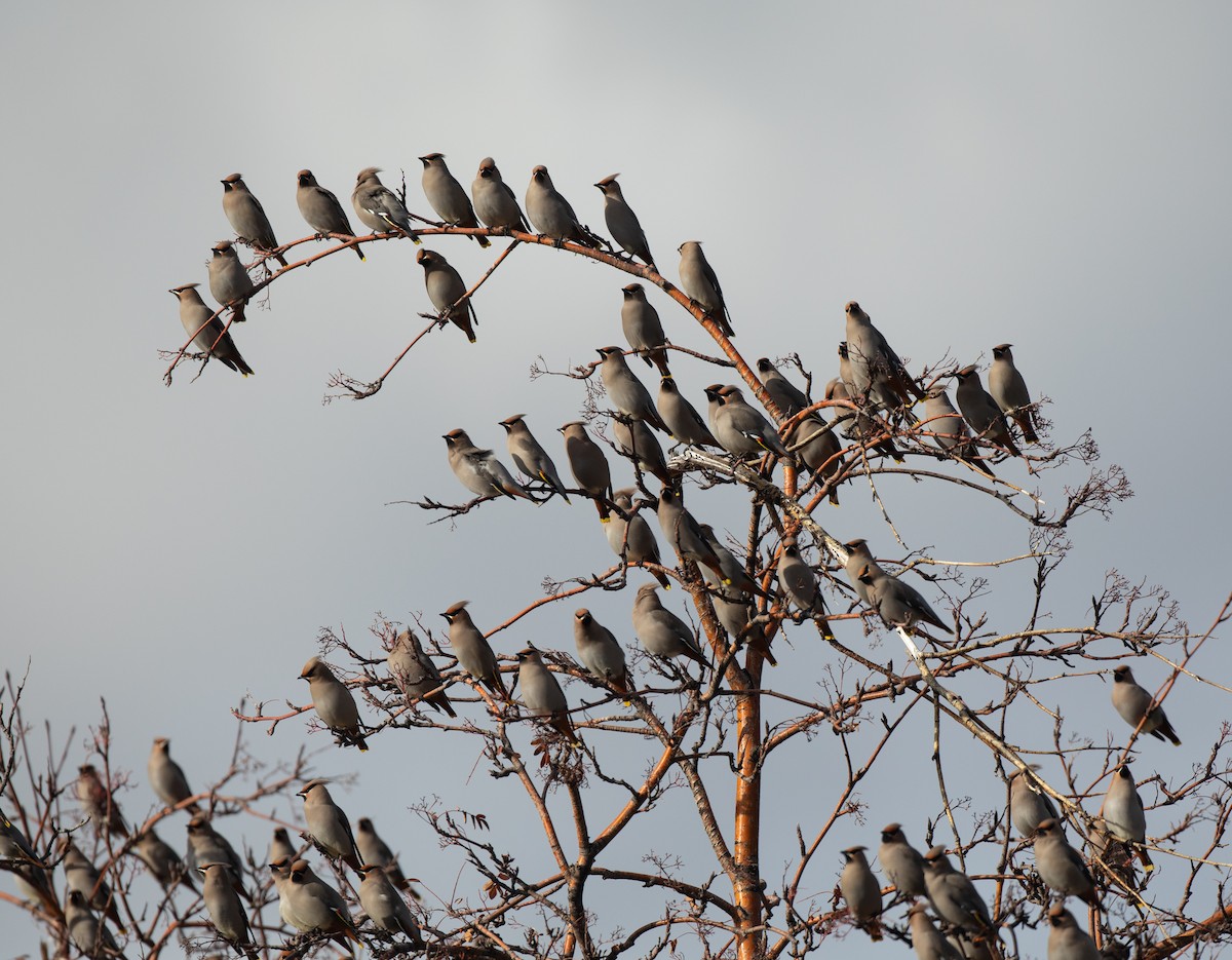 Bohemian Waxwing - ML392984191