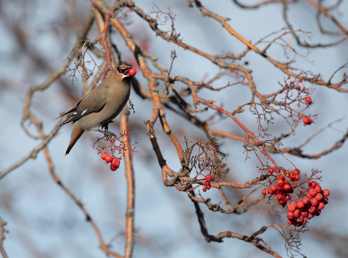 Bohemian Waxwing - ML392984261