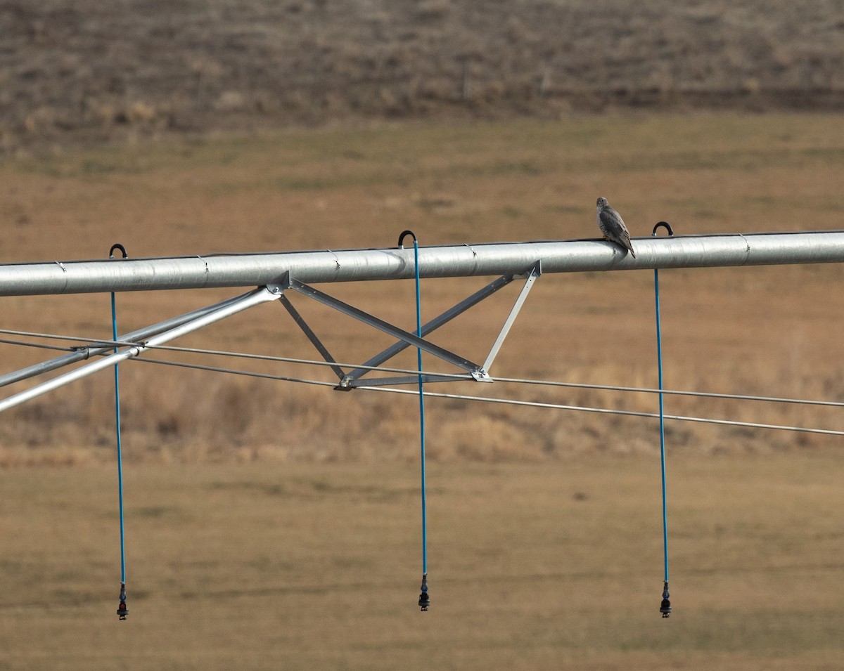 Gyrfalcon - ML392984431