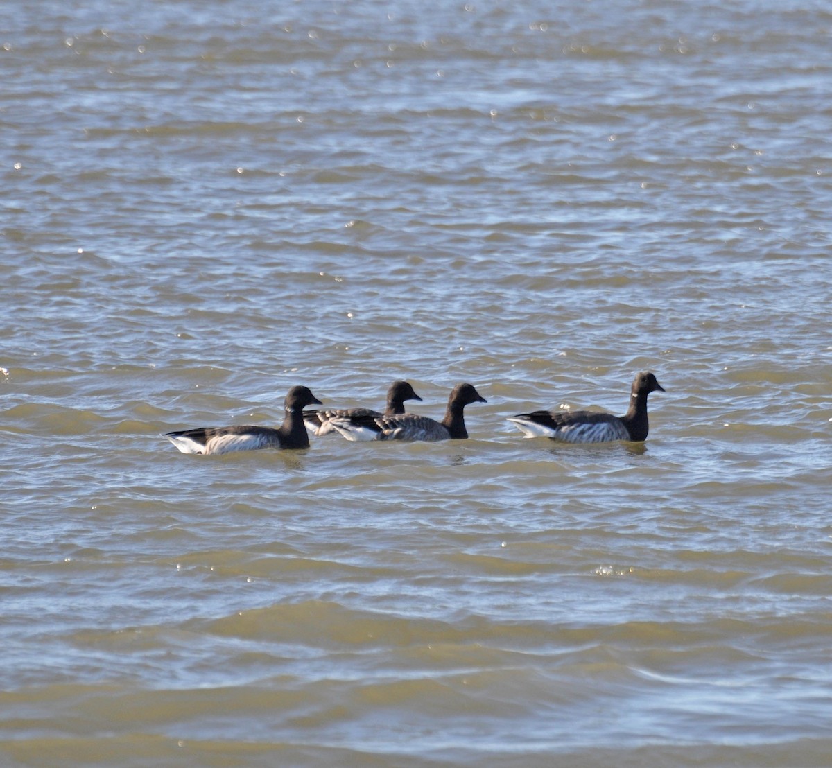 Brant - ML392984751