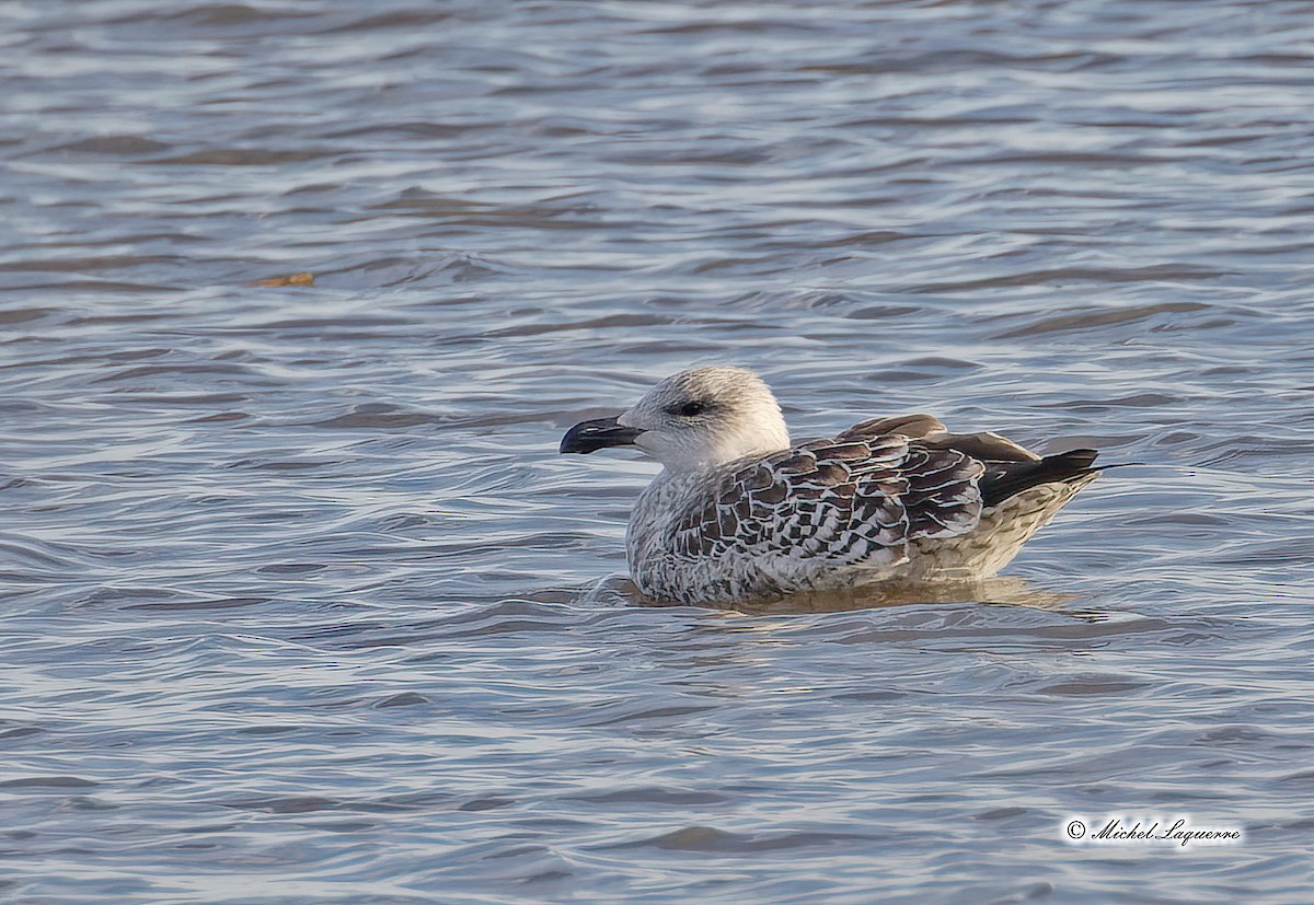 Great Black-backed Gull - Michel Laquerre