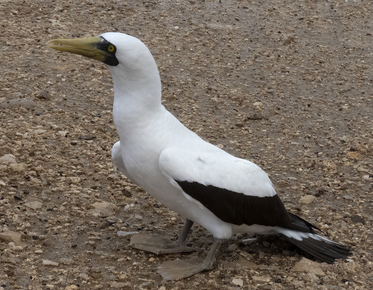 藍臉鰹鳥 - ML392985471