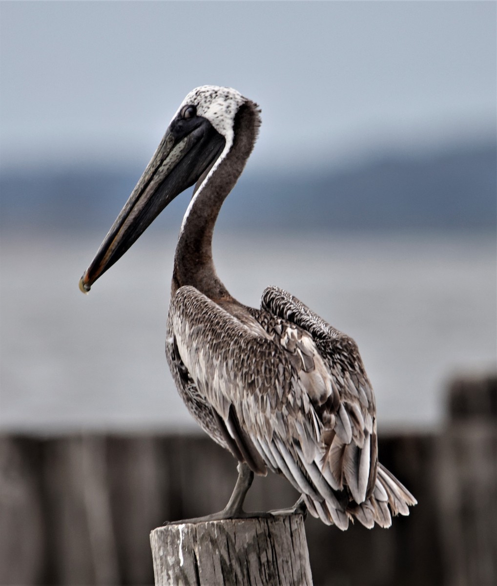 pelikán hnědý (ssp. carolinensis) - ML392985931