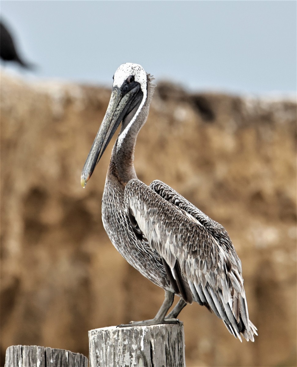 pelikán hnědý (ssp. carolinensis) - ML392985941