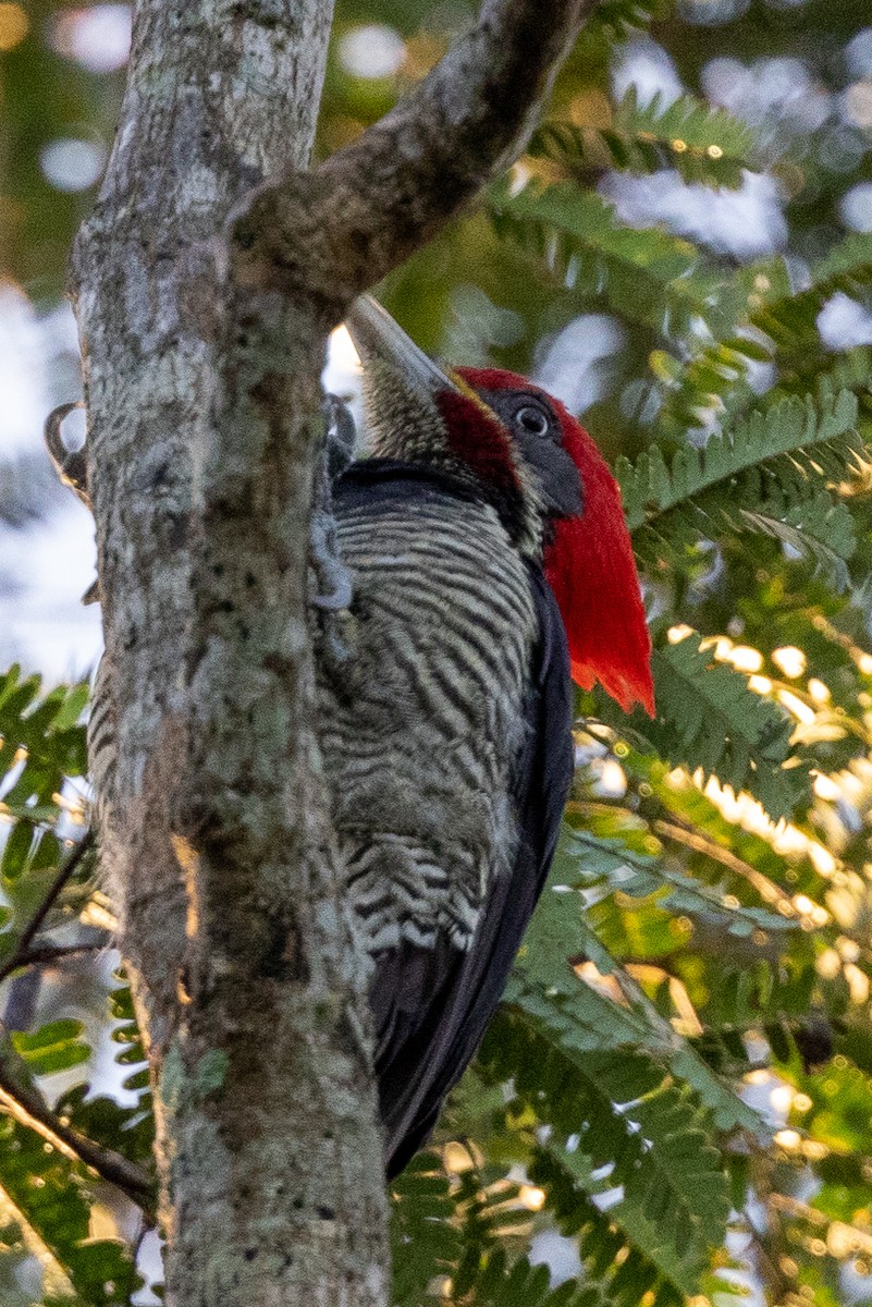 Lineated Woodpecker - ML392987971