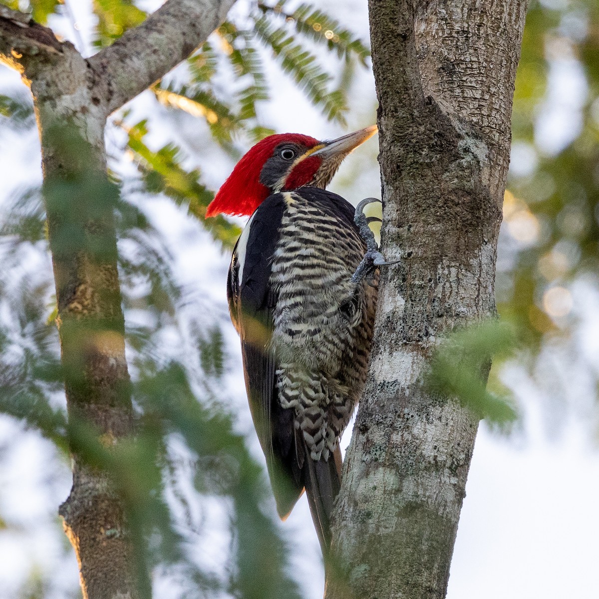 Lineated Woodpecker - ML392988071