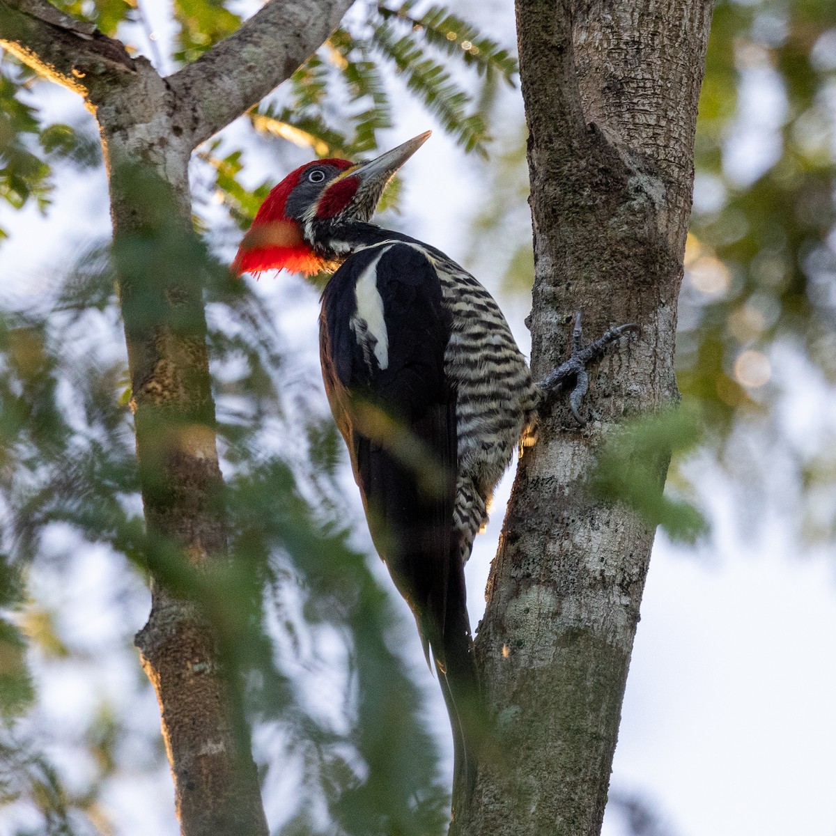 Lineated Woodpecker - ML392988091