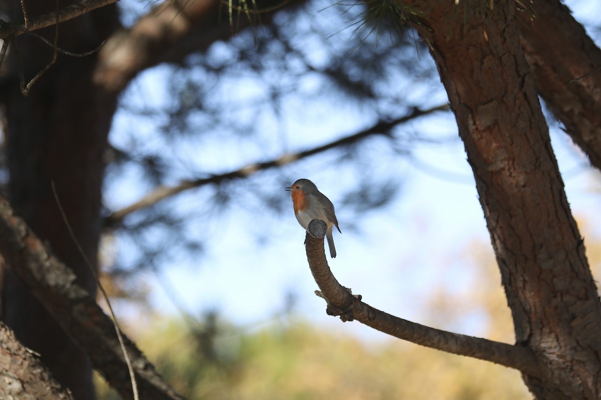 European Robin - ML392988201