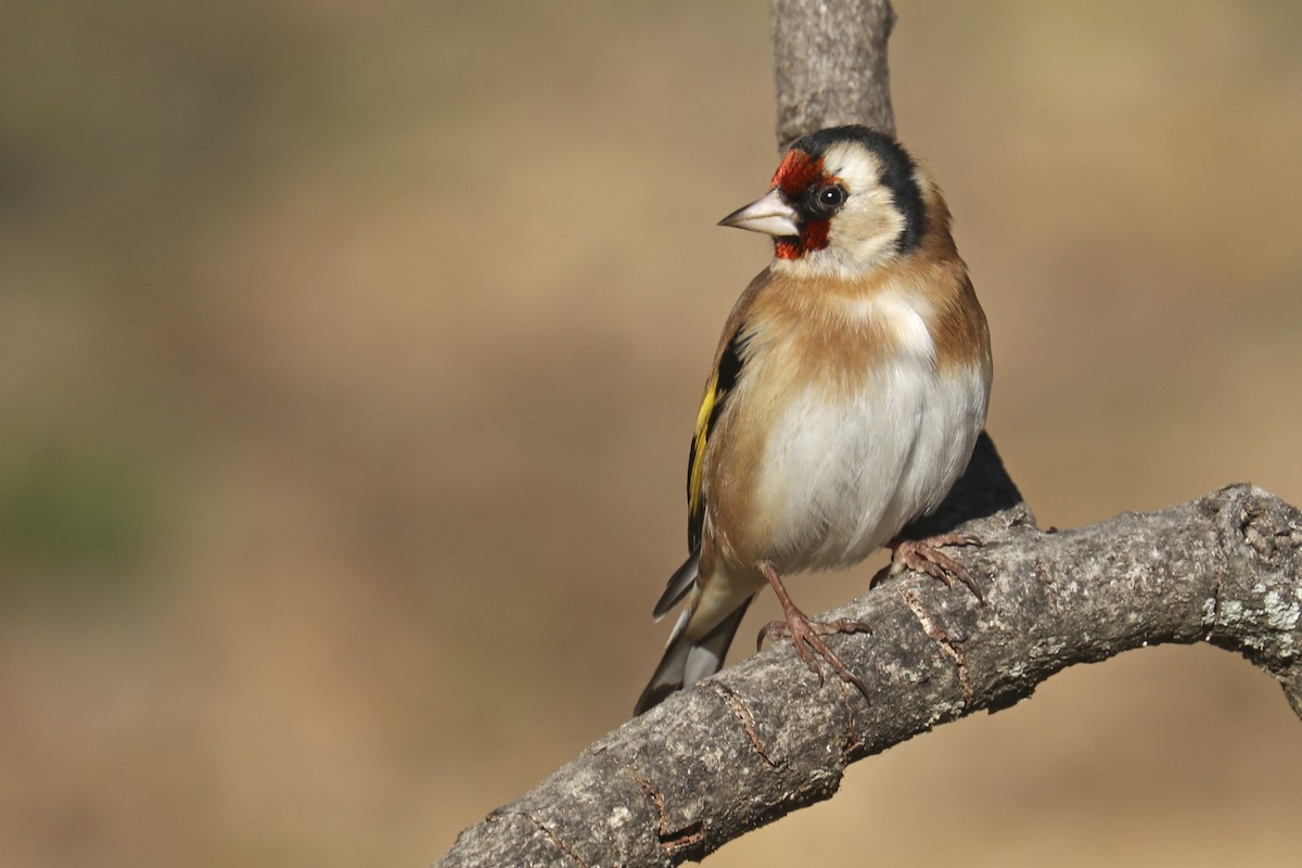 European Goldfinch - Francisco Barroqueiro