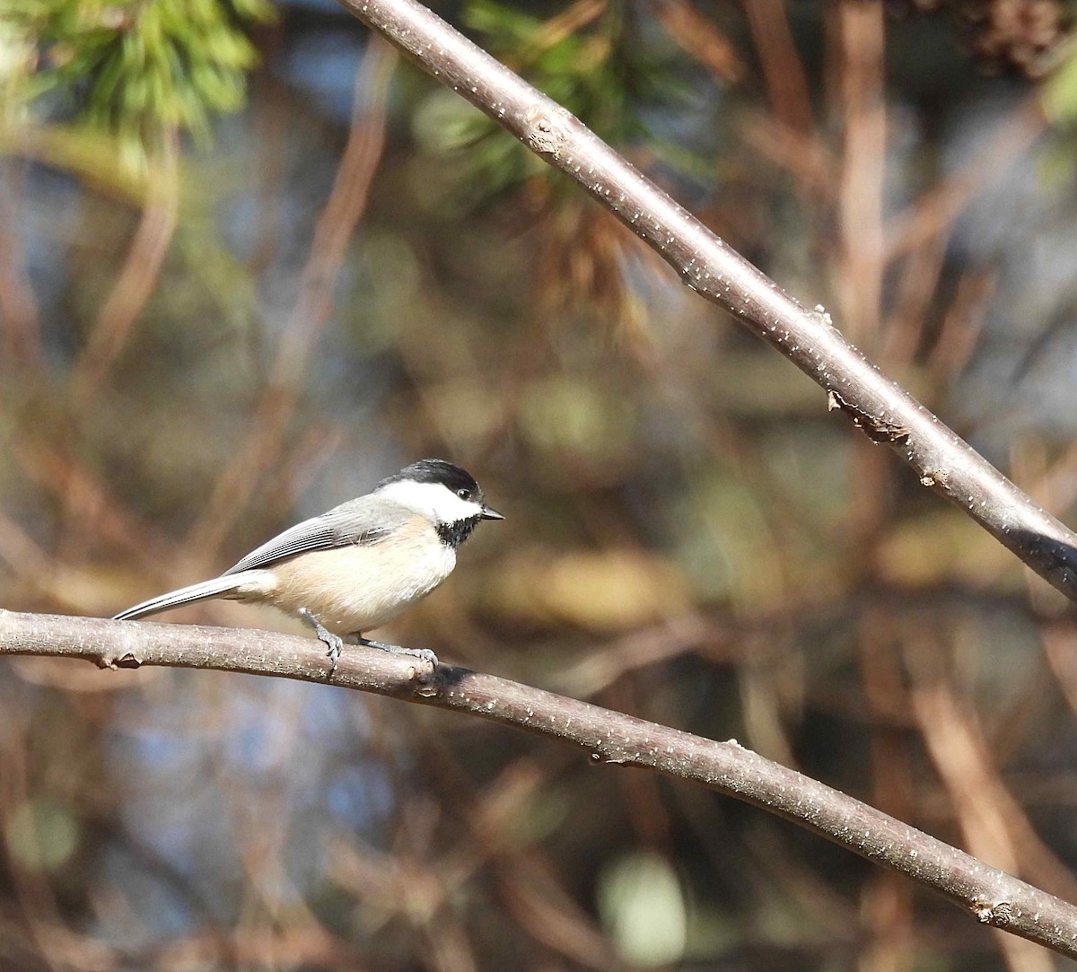 Carolina Chickadee - ML392988791