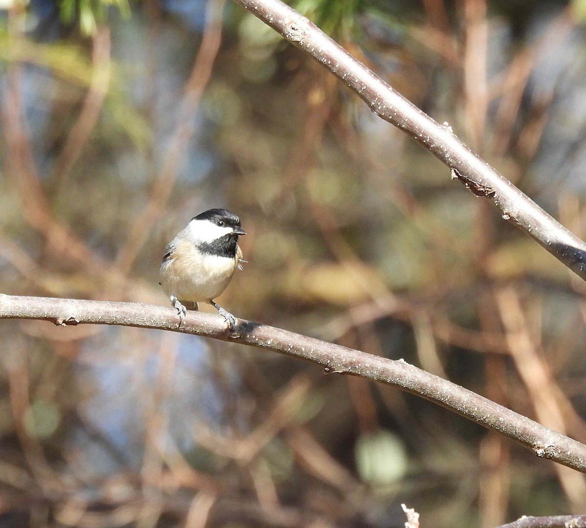 Carolina Chickadee - ML392988811