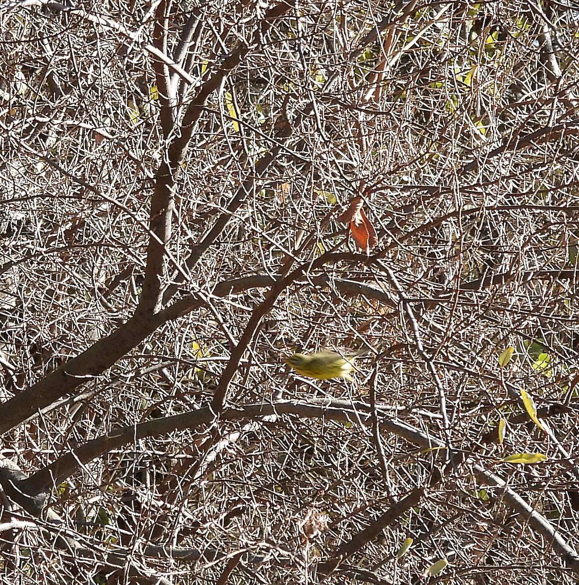 Prairie Warbler - ML392988951