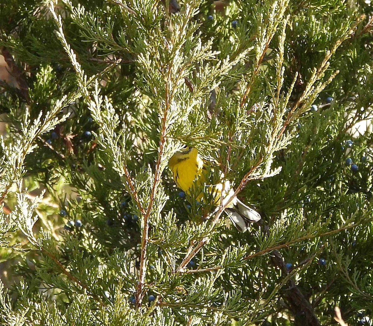 Prairie Warbler - ML392988971