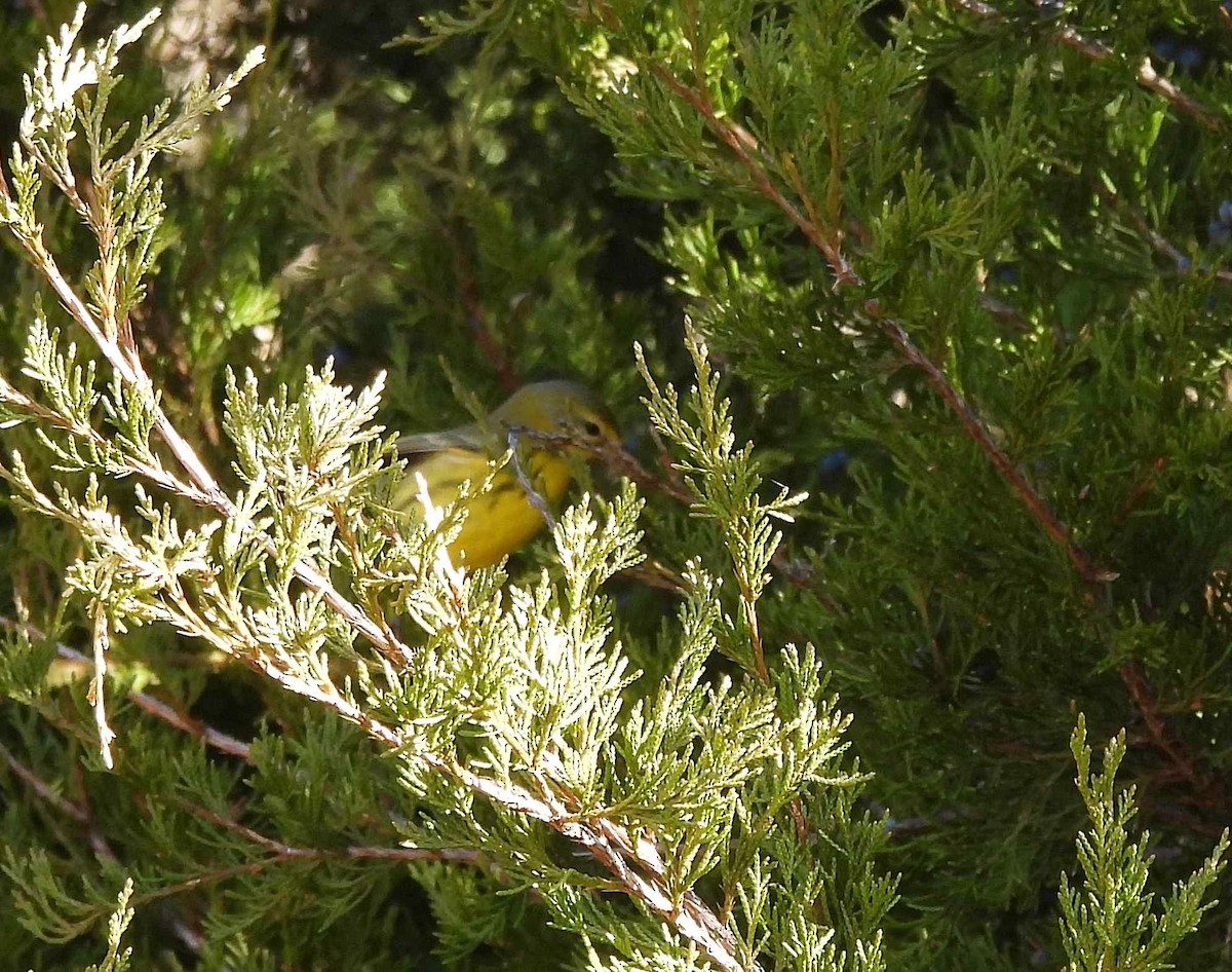 Prairie Warbler - ML392989001