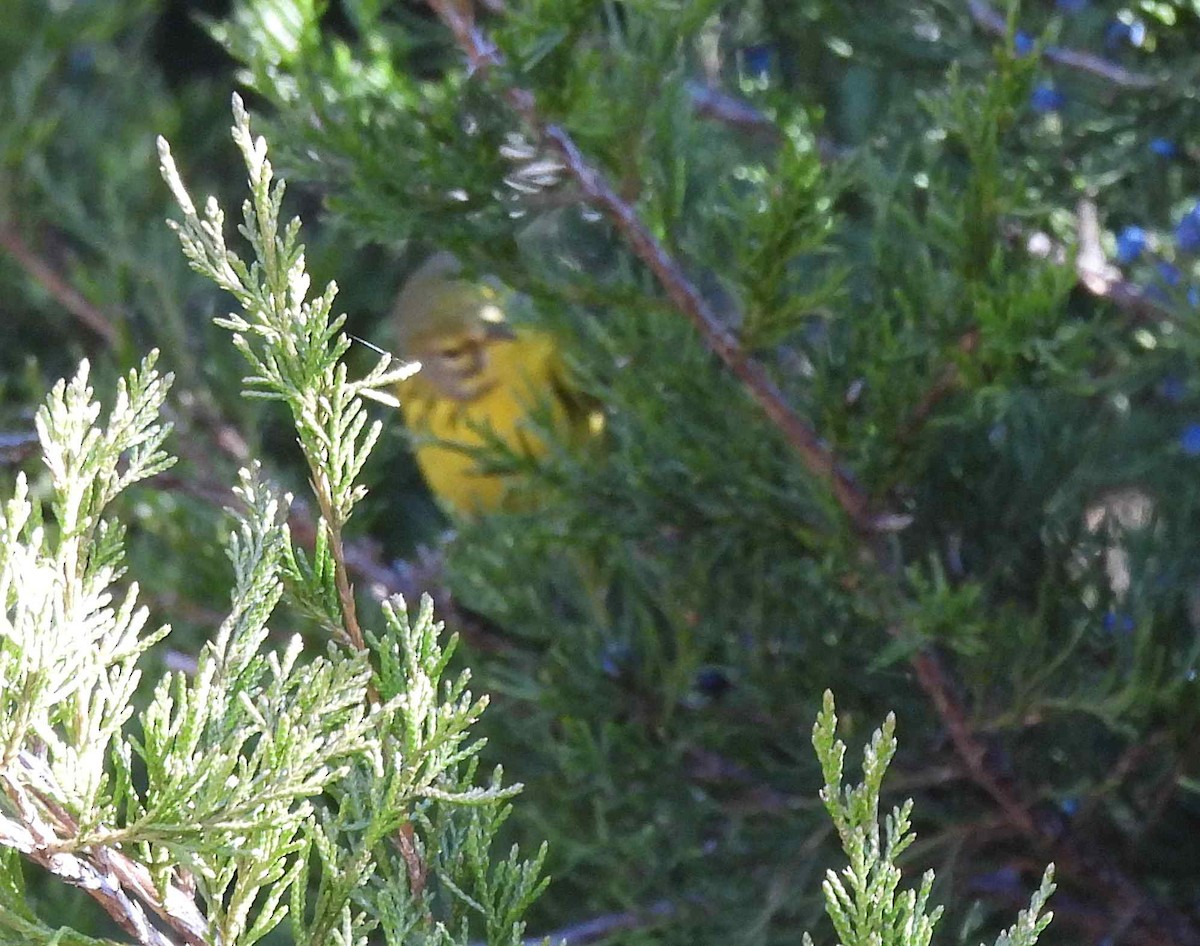 Prairie Warbler - ML392989031