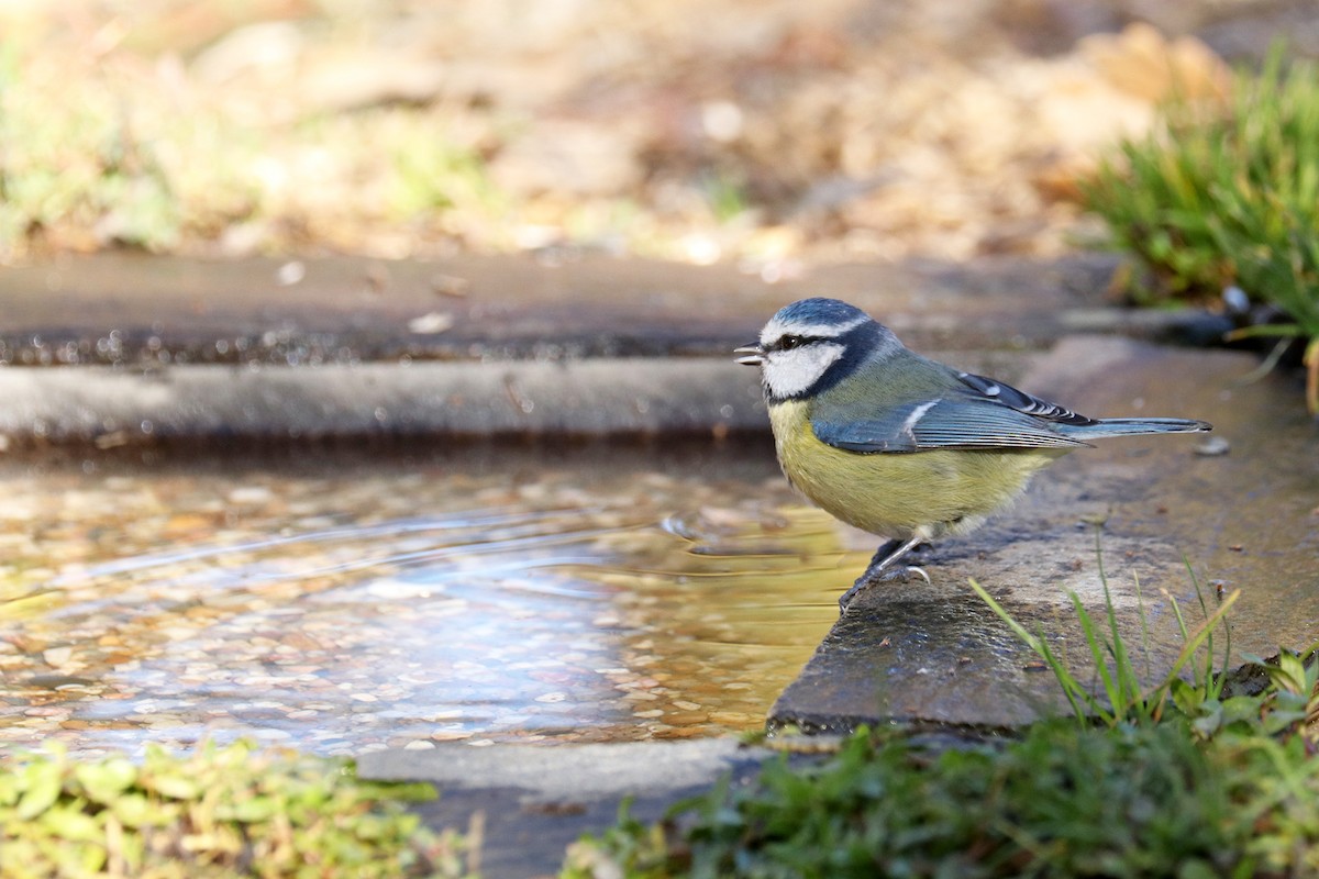 Mésange bleue - ML392989131