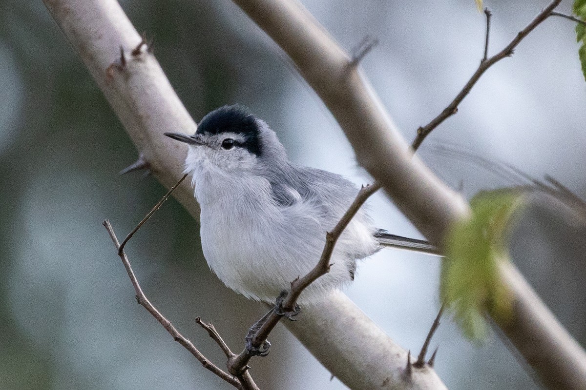 Yucatan Gnatcatcher - ML392992201