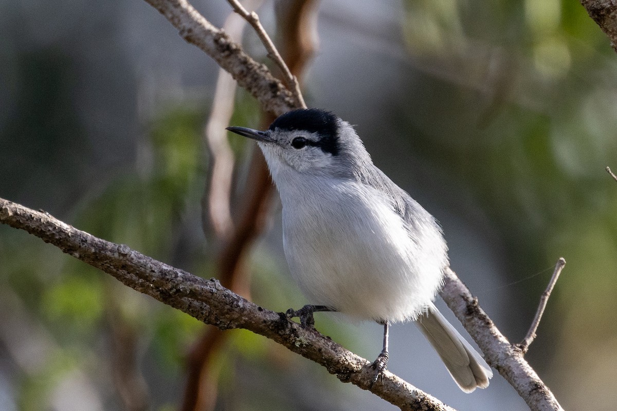 Yucatan Gnatcatcher - ML392992211