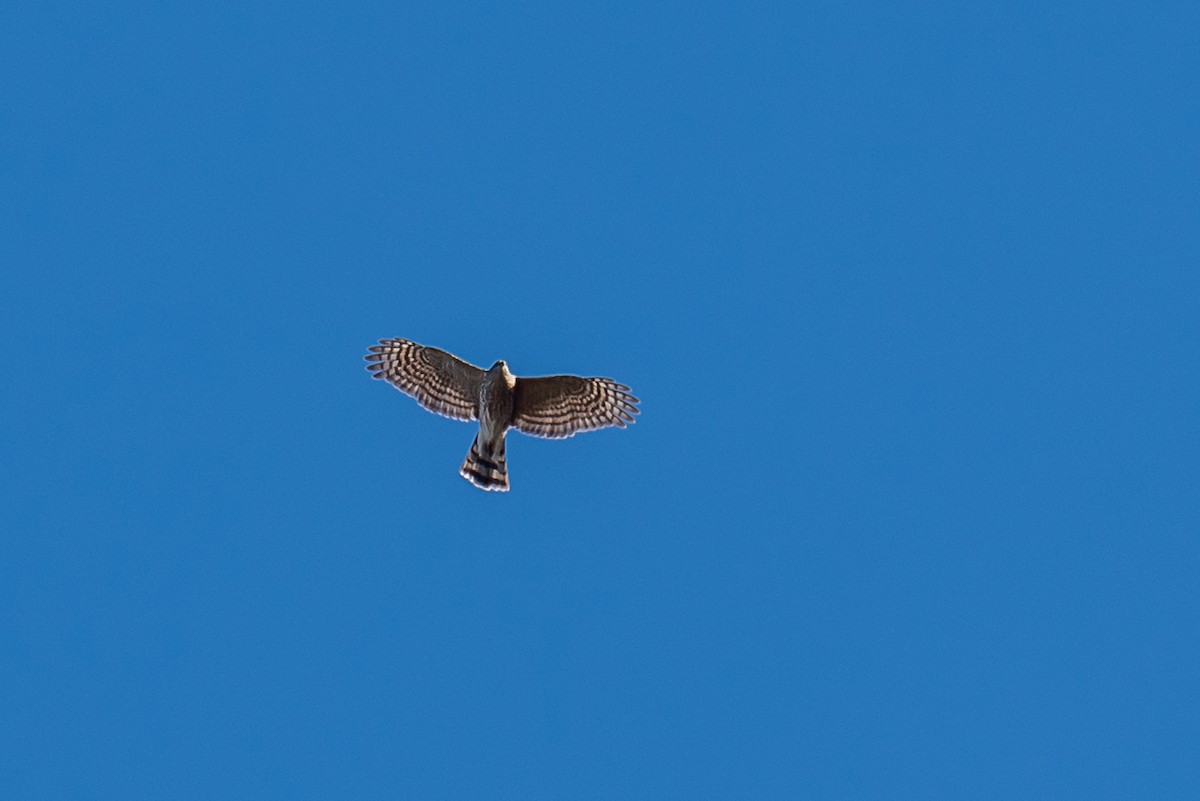 Sharp-shinned Hawk - ML392993731