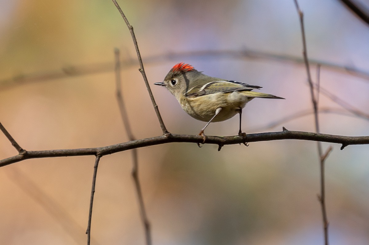 Ruby-crowned Kinglet - ML392994131