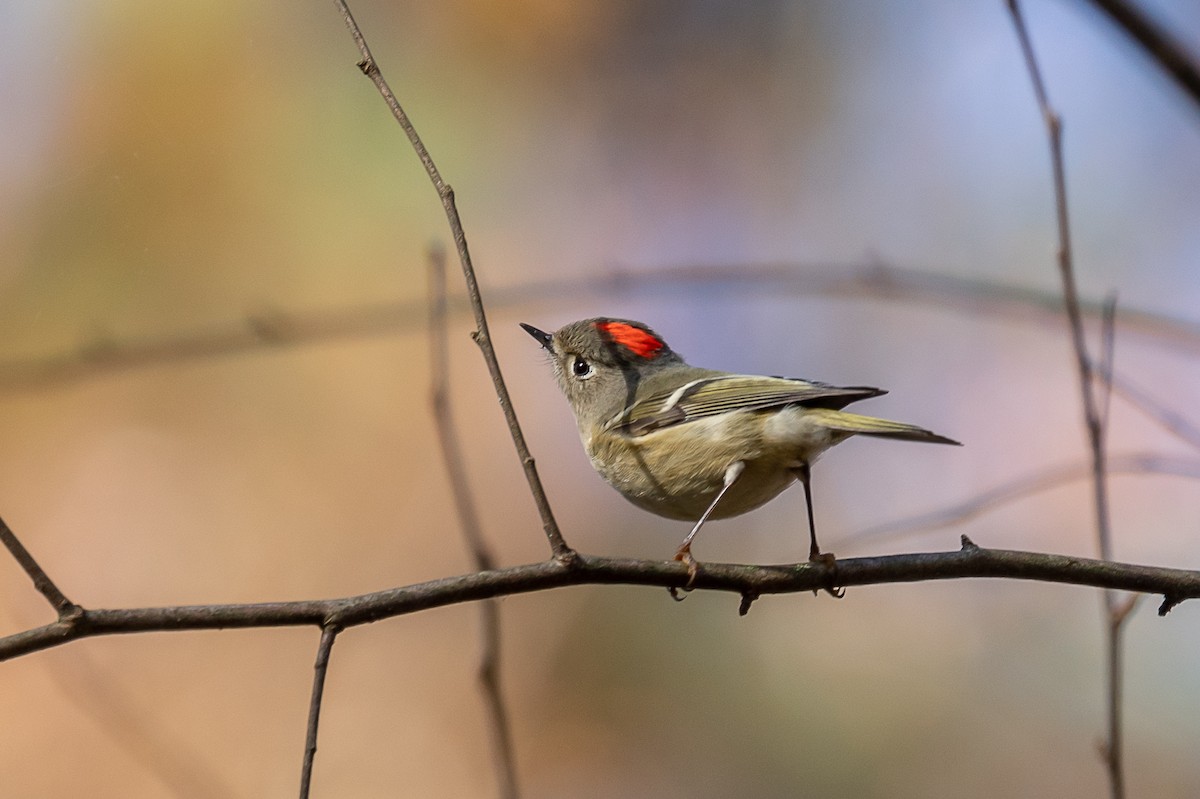 Ruby-crowned Kinglet - ML392994141