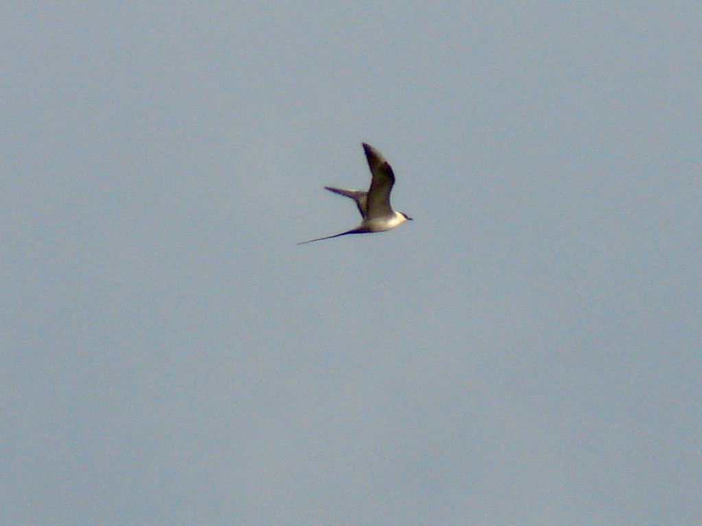 Long-tailed Jaeger - ML39299441