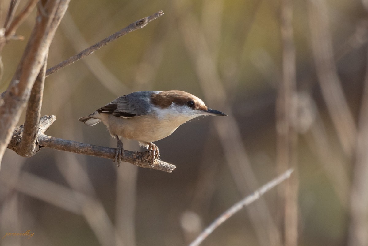 Brown-headed Nuthatch - ML392994461