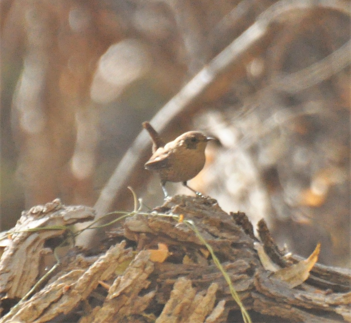 Winter Wren - Nate Peterson