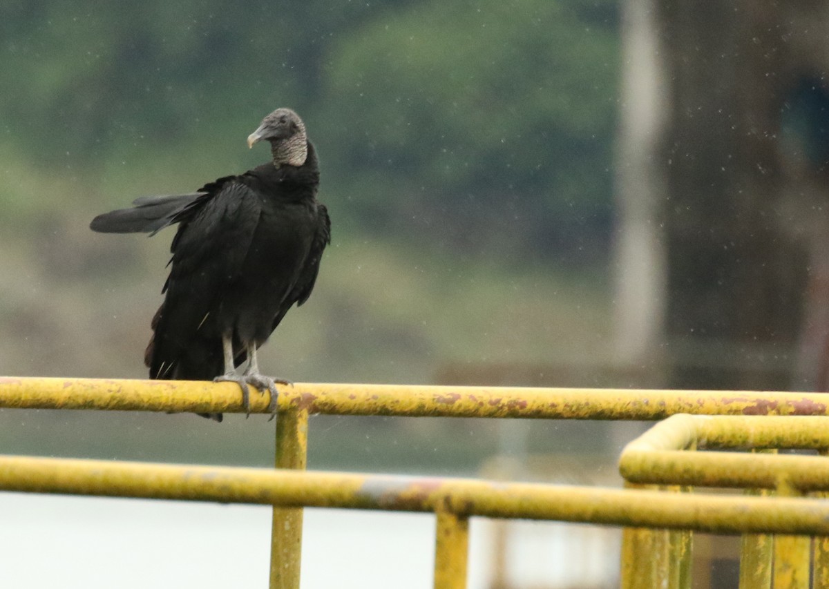 eBird Checklist - 18 Oct 2016 - Arenal--Peninsula road (shortcut to dam ...