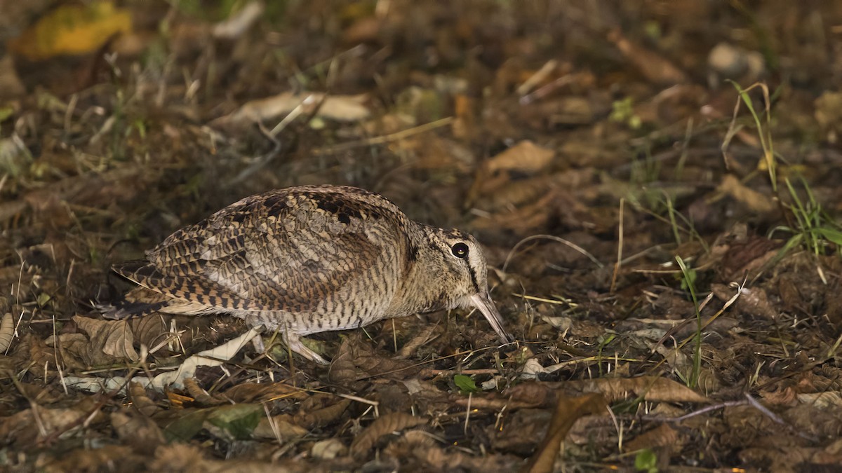 Eurasian Woodcock - birol hatinoğlu