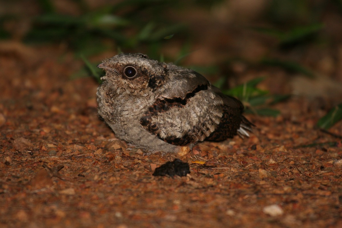 Large-tailed Nightjar - Charles Davies