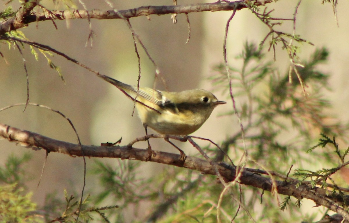 Ruby-crowned Kinglet - ML392997121