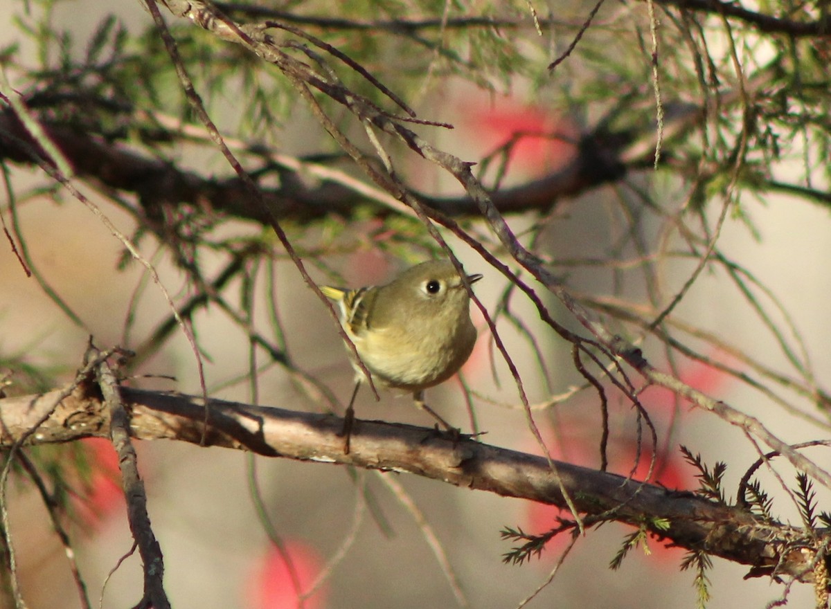 Ruby-crowned Kinglet - ML392997131