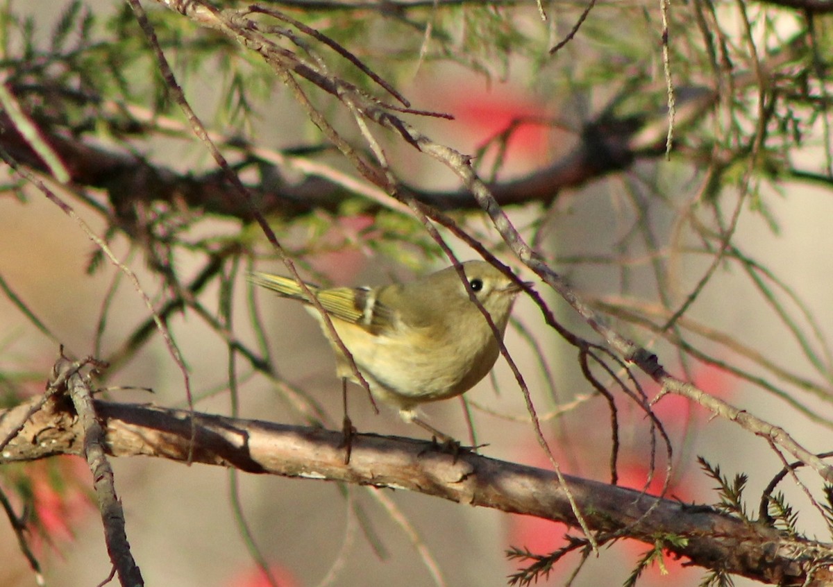 Ruby-crowned Kinglet - ML392997181