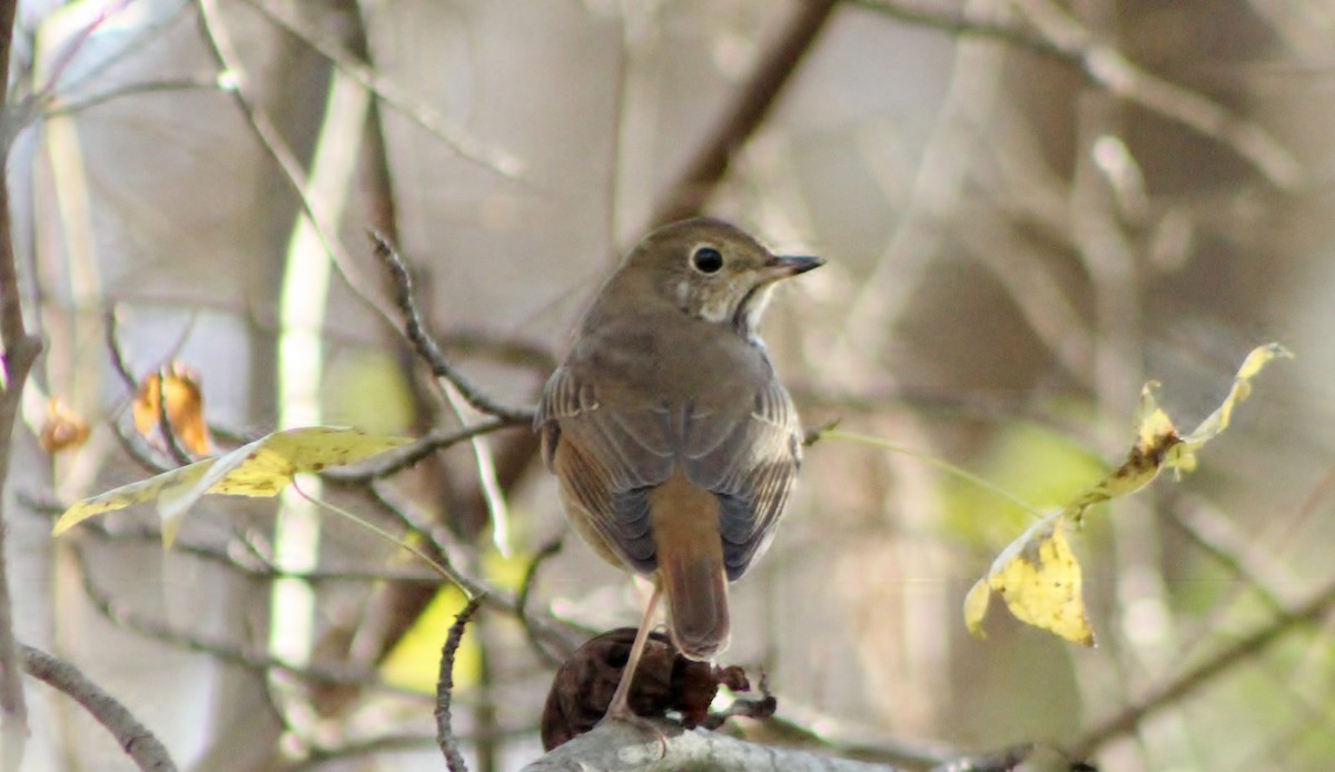 Hermit Thrush - ML392997261