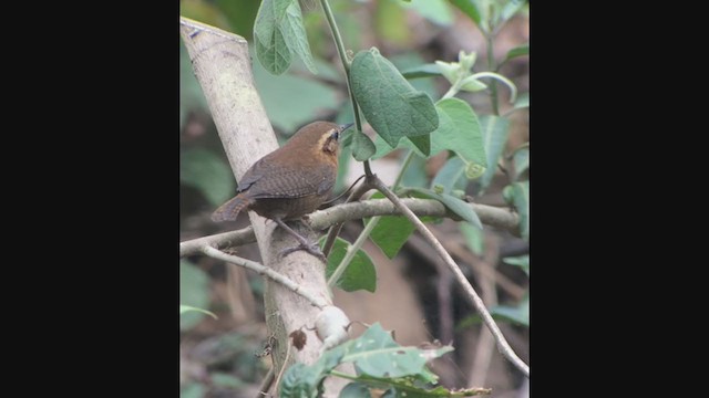 Rufous-browed Wren - ML392998901