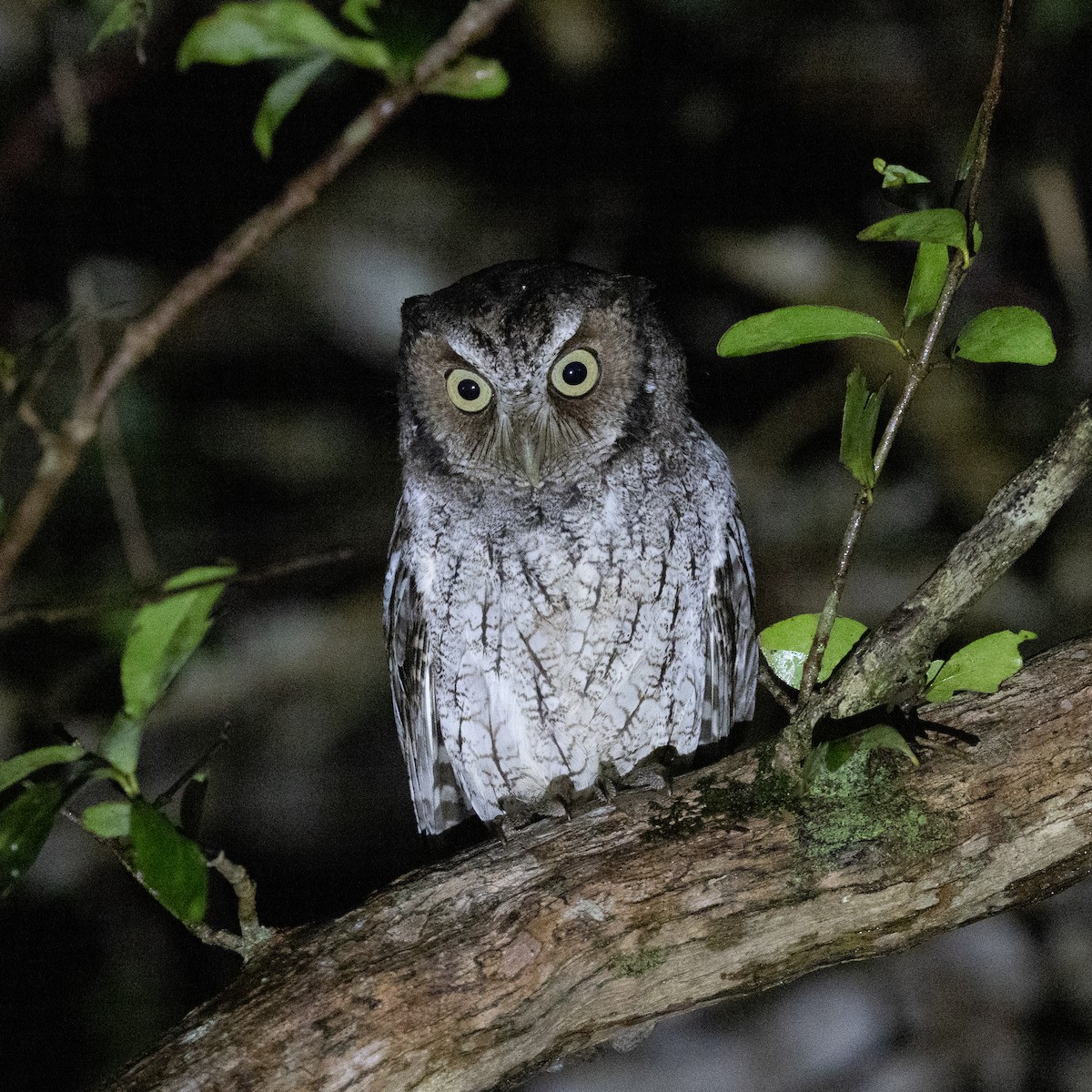 Middle American Screech-Owl - ML392999311