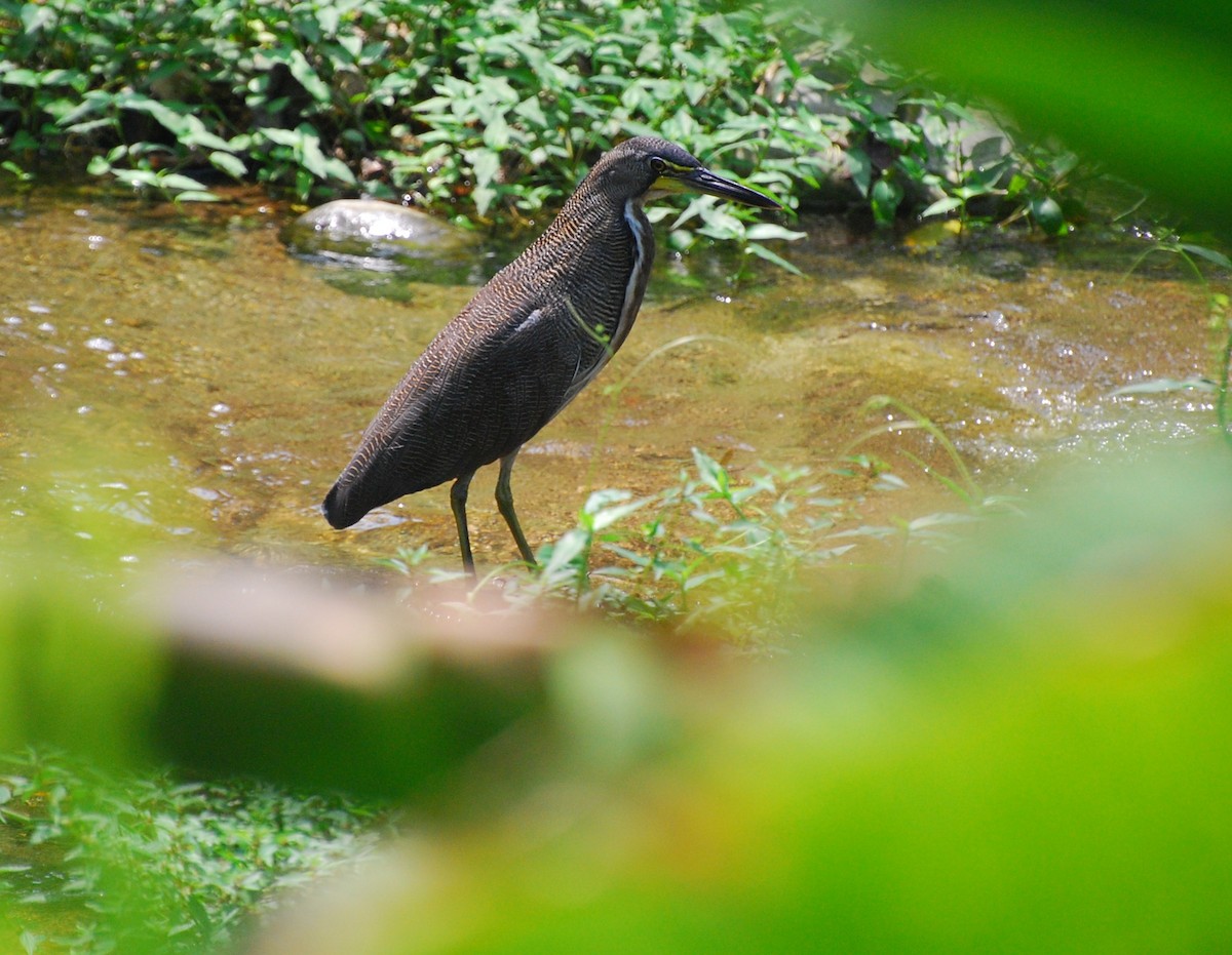 Fasciated Tiger-Heron - ML393000391