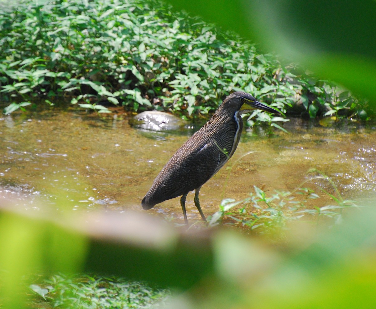 Fasciated Tiger-Heron - ML393000411