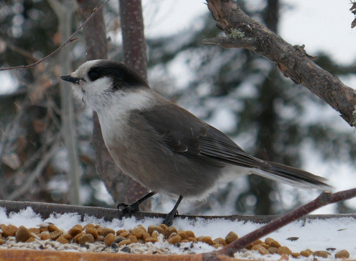 Canada Jay - ML393002451