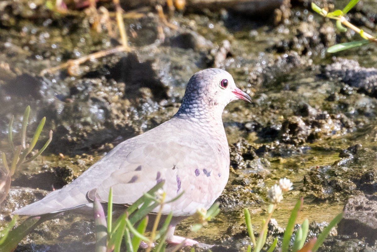 Common Ground Dove - ML393004181