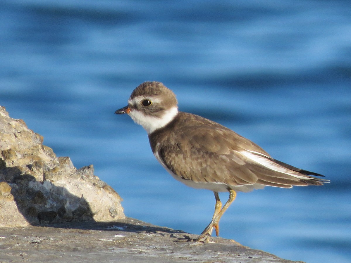 Semipalmated Plover - ML393004641