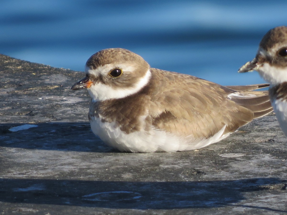 Semipalmated Plover - ML393004661
