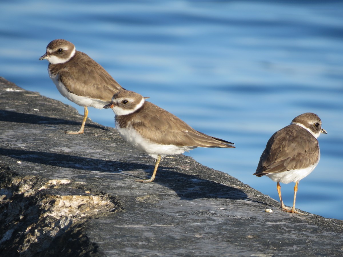 Semipalmated Plover - ML393004711
